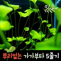 [미초] 타이완 가가부타 수초 5촉 (뿌리X) / 유경 수초 / 레이아웃 / 어항 수초, 5줄기 세트 (뿌리 X)