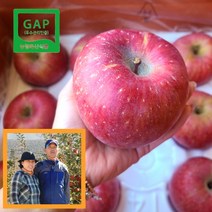 [선물강추]밀양 얼음골 사과 산지직송 GAP인증 정품과, 10kg 소소과 48과~50과(가정용 추천)