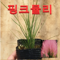 (성실J)핑크뮬리(포트)모종 5개 핑크믈리모종