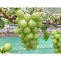 [더바이브] 새콤달콤 김천 샤인머스켓, 1개, 왕특 (2kg 내외) 3수