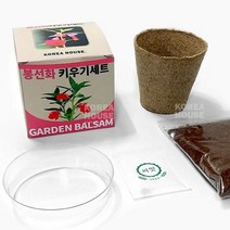 봉선화 키우기 세트 화분 집에서 베란다 텃밭 체험