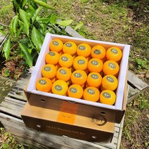 [제주산지직송] 고당도 하우스감귤 3kg(선물용 로얄과) 가장 보기좋고 맛좋은 S M 사이즈구성 제주과일선물세트