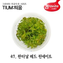 무균수초 판타날 레드 핀네이트/액상배지