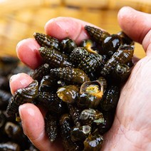 영월 평창다슬기 자연산 생다슬기(특대)) 5kg 동강 다슬기/올갱이/올뱅이/고디(무게선택), 자연산 생다슬기 10kg