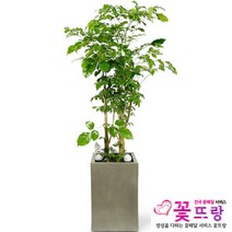 공기정화식물 개업화분 축하화분 화분배달 스투키 행운목 금전수 전국당일배송, C11 대박나무(대)