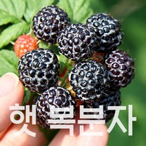 토종 복분자 2023년 수확 햇 고창복분자, 1개, 상품 5kg