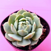 정아 키우기 물이 들면 예뻐지는 다육식물105 랜덤