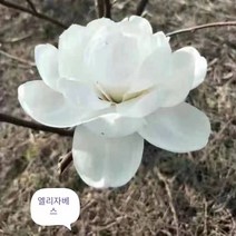 같이가치농원 신품종 목련나무 묘목 (접목1년특묘) 랜덤발송1주