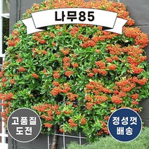 (나무85) 피라칸사스 1m 내외