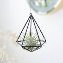 꼬띠 틸란드시아 이오난사 골드&블랙 오너먼트, 오각(블랙)