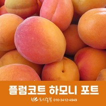 플럼코트/하모니/2주/접목/1년/포트/묘목/도시농부