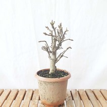 그린피아약초 애기 미니 꽃 사과 나무 분재 화분 조경수 정원수 유실수