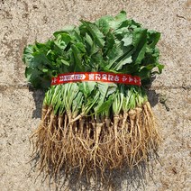 햇 노지 생 고들빼기 사천 고들빼기 1단 1kg, 1개