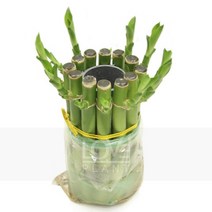 개운죽(1단)-만년청/외떡잎/장식/청죽/부귀죽/관엽, 1개