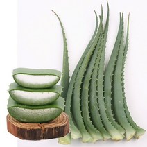 [KT알파쇼핑]생 알로에 아보레센스 3kg, 1개