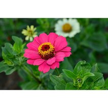 키작은 백일홍씨앗 혼합종 40립 (CN)(혼합색), 1개