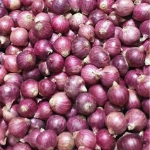 샬롯 (Shallot), 1팩, 1kg