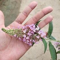 봄바람가든 붓들레아 핑크딜라이트 6치포트 꼼꼼한포장 야생화