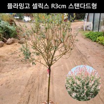 삼색버드나무 플라밍고 셀릭스 R3cm 스탠다드형 꽃나무 공원수 정원수 묘목 화분, 1개