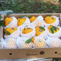 제주도 한라봉 5kg(14-18수 대과선물용)오감만족 상큼하고 과즙미 팡팡 품격있는 제주과일선물세트!
