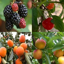 우수한 유실수(과일나무) 묘목-나무의 모든것, 6.살구나무묘목(산형3호) 접목묘 상묘