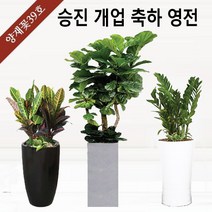 양재꽃39호 개업화분 공기정화식물 축하 관엽 인테리어식물 반려식물 실내정원 금전수 해피트리 스투키 행복나무 행운목 고무나무 전국당일꽃배달싼곳, 26 특대 떡갈고무나무(도시지역 한정), 일반형 받침대