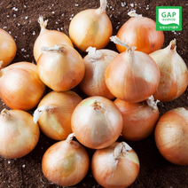 [산지직송] GAP인증 23년산 전남무안 양파 10kg (특대), 1개
