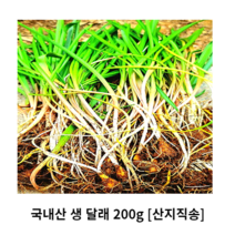 국내산 생 달래 200g 500g 1kg 산지직송 달래 흙 달래나물 손질달래 달래장 봄나물 제철채소 나물반찬 채소반찬 싱싱한 신선한 아삭아삭