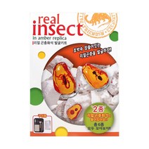 6000 리얼 곤충화석 발굴키트, 단품(랜덤)