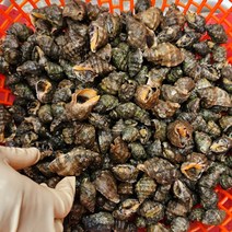 당일조업 국내산 청정 위도섬 해감 자연산 바다 갯고동 맵싸리 고동 대숙 1kg 6시 내고향 출연, 자연산 생물 맵사리 고동 4kg, 1개