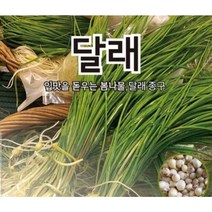 (달래종구씨앗) 봄철무침나물-달래(400g)