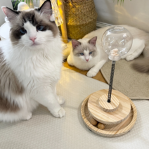 PETCA 고양이 우드 전구 푸드트리 퉁퉁 간식 장난감 간식볼, 고양이장난감