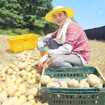 2023년 국내산 햇감자 감자 수미감자, 가우 수미감자 (중/찜용), 2.5kg