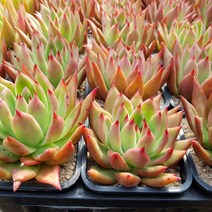 [해뜰다육] 밥그림-2 다육식물 선인장