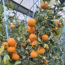 산지직송 제주도 레드향 천혜향 한라봉 만감3종 당일수확 가정용 선물용 고당도, 한라봉 가정용 5kg (20과내외)