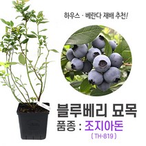 깨비농장 블루베리 나무 묘목 재배 키우기 (품종: 조지아돈 TH-819), 1개