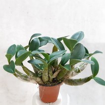 짜리몽땅한 대명석곡