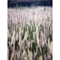 수크령 씨앗1kg 야생화씨앗, 1개