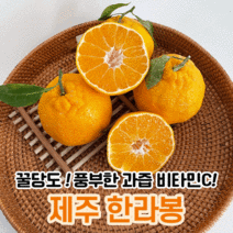 제슐랭 제주 제주도 한라봉 당일수확 2kg 3kg 5kg 10kg 택배 설날 설 선물세트, 가정용, 3kg 중과(10-14과 내외)