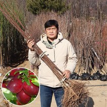 플럼코트나무 살구나무 묘목 접목1년생 샤이니 티파니 심포니 하모니, 샤이니 (상묘) 접목 1년