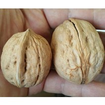 묘목/호두나무 (신령) 접목2년 특묘 (국내산) G0075, 1개