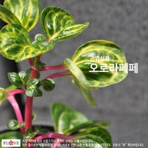 꽃피리 오로라페페(공기정화식물)