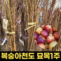 천도 복숭아 묘목 1주 결실주 천도복숭아나무 과실수