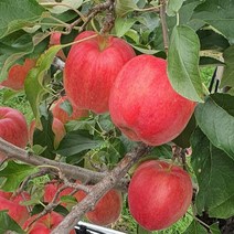 강원도 정선사과 사과선물세트 5kg 3kg 햇사과 부사 겨울사과, 1박스, 사과 5kg(22~24과)