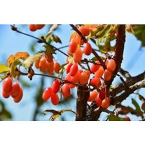 산수유열매건재 300g #산수유열매#산수유효능 #산수유효과 #산수유재배, 1개