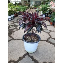 칼라만냥금/홍공작 중품