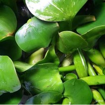 별도표기 부레옥잠 2뿌리 수경식물 부상수초 오쿠아, 1개