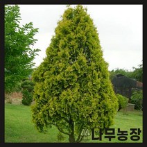 (나무농장) 에메랄드골드 키 60cm 내외 분