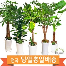 개업 축하 화분 대형 전국 당일배송, 20. 안시리움