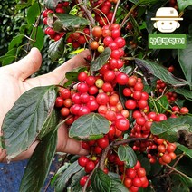[생산자직송] 22년 수확 문경 절임 오미자 10kg, 단품